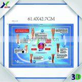 3D Plastic Medical Wall Posters, Customized 3D Anatomical Charts thumbnail-5