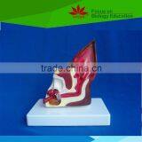 Hot Sale School Use Dog Ear Anatomy Model for Vet thumbnail-2