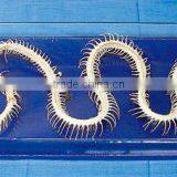 Real Animal Skeleton Specimen for Teaching Training