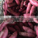 Export Fresh Sweet Potato Bulk thumbnail-4