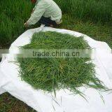 2015 100% Organic Young Alfalfa Leaves/alfalfa Grass Powder thumbnail-3