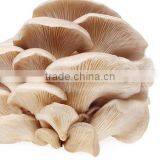 Edible Mushrooms/Pleurotus Ostreatus/Shitake Mushrooms/Mushroom thumbnail-1