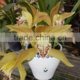 Cymbidium Hybridum Faberi(Yu Shan Beauty) thumbnail-1