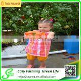 Superpro Hydroponic System for Tomato thumbnail-2