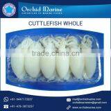 Optimum Quality Health Beneficial Cuttlefish Whole Round Available in Hygienic Pack thumbnail-6