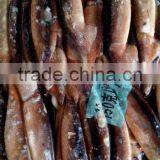 Seafood Frozen Illex Argentinus Squid thumbnail-2