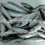 Sardinops Melanosticta Frozen Sardine Fish thumbnail-1