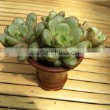 Amethorum Cluster thumbnail-1