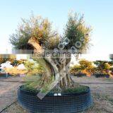 Cieza Collection - Millenary Olive Trees thumbnail-4