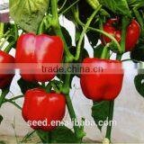 Hybrid Red Pepper Seeds SXP No.7