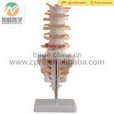 Natural Size Lumbar Vertebra With Sacrum & Coccyx Skeleton Model thumbnail-1