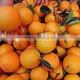 New Crop Fresh Navel Orange From Best Food thumbnail-2
