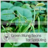 China Origin Competitive Price Green Mung Beans