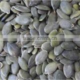 Inner Mogolia Pumpkin Kernels Grow Without Shell for US Market thumbnail-2