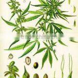 Manufacture Whlolesale High Quality Organic Hemp Seed Oil Beauty Skin thumbnail-3