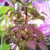 2016 23W 46W 92W Shenzhen LED Grow Light Bar 12V DC Hydroponics,Horticulture,Agricultural Greenhouse,Farm Used Grow Light Bar thumbnail-4