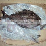 Frozen Black Pomfret Whole Round thumbnail-1