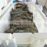Frozen Spicy Shrimp thumbnail-1