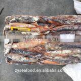 2017 New Arrival Frozen Bulk Argentina Squid/Illex Argentinus thumbnail-2