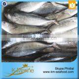 Natural Food Sea Frozen Sarda Tuna Fish thumbnail-5