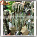 Home Decor Artificial Crafe Cactus Plant All Kinds of Cactus and Succulent Artificial Plants thumbnail-2