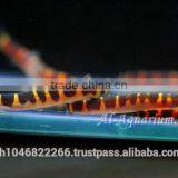 Giant Coolie Loach Fish / Aquarium Fish Farm thumbnail-2