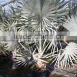 Bismarckia Nobilis - From 75/100 Plant Height in 8 Liters Pot thumbnail-3