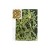 Semen Trigonellea P.E.(sales22 at Lgberry Dot Com Dot Cn)