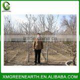 Magnolia Denudata - Winter Resist Landscaping Trees (3) thumbnail-1