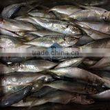 China Landing Frozen Horse Mackerel With Size 70 - 90 / Pcs thumbnail-5
