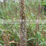 Tropical High Yield Hybrid Pennisetum Forage Seeds thumbnail-1
