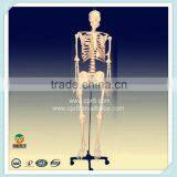 Human Skeleton Model Medical Model BIX-A1003 thumbnail-1