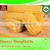 China Supplier as Gift for Child Yellow Waxy Corn thumbnail-1