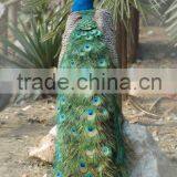 3D Peacock Pictures