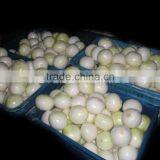 Yellow Onion Big Size thumbnail-3