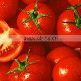 Herbal Health Food Anti-aging Skin Care Antioxitant Tomato Extract Lycopene Capsule thumbnail-5