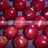 Export Red Delicious Apple Company thumbnail-4