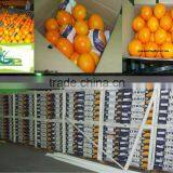 Fresh Orange thumbnail-1