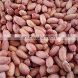 Roasted Peanuts With Skin, Roasted Peanut Kernels, Roased Peanut With Red Skin thumbnail-3