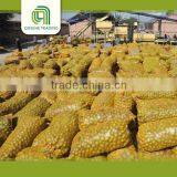 High Quality Light Quarters Walnut Kernels Market Price thumbnail-3