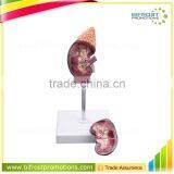 Life-size Organs Human Body Anatomy Kidney Model thumbnail-1