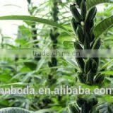 Microwave Sesame Baking/roasting Equipment thumbnail-3