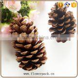 Pine Nuts Series of Natural Flowered Bark Engraving thumbnail-4