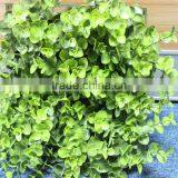 Milan Grass Artificial Boxwood , Artificial Boxwood Plastic Grass, Artificial Boxwood Hedg thumbnail-4