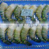 Scampi HLSO thumbnail-1