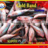 FROZEN GOLD BAND FUSILIER thumbnail-1