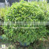 Stephanotis Floribunda (Madagascar Jasmine, Waxflower, Hawaiian Wedding Flower) thumbnail-1