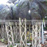 Ficus Formed Shape thumbnail-1
