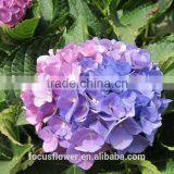 Grade A Fresh Cut Hydrangea Fresh Flower From Kunming thumbnail-3