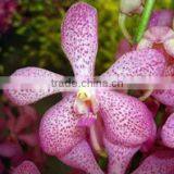 Thailand Top Quality M-001 Mokara Jakuan Orchid thumbnail-1